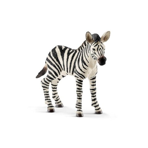 Zebra, źrebię