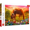 Puzzle 500 elementów Konie na łące